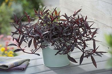 30周年限定版PS5国行10月17日开启预购 购买资格需抽签